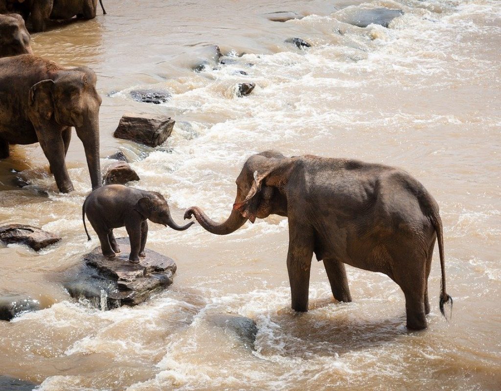 elephants, family group, river
